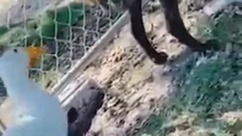 funny.cats video.smart cat cute kittens funny.cats