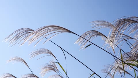 The silver grass on the hill sways in the autumn breeze.