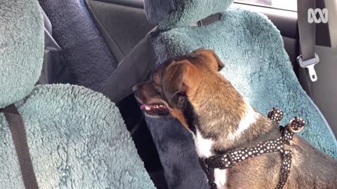 Pets and owners reunited after months of COVID-19 quarantine