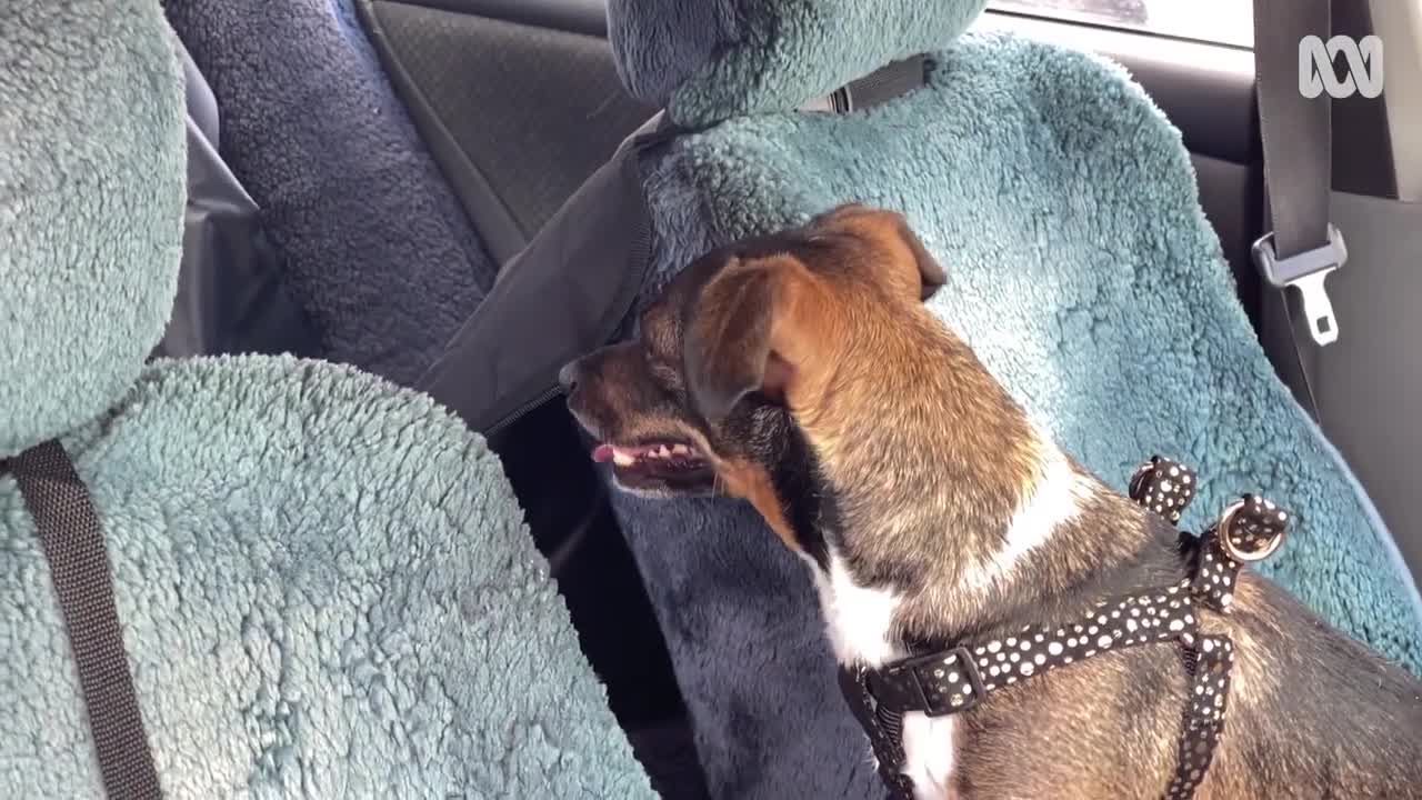 Pets and owners reunited after months of COVID-19 quarantine
