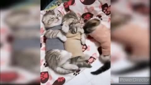 Funniest cats video 2022 #28