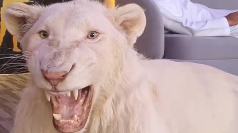 White Lion at home