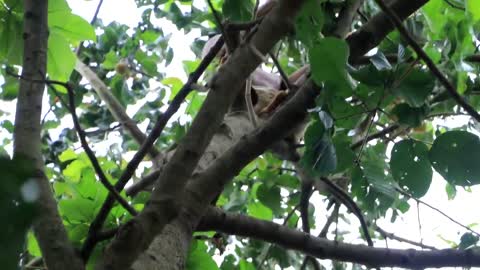 Adventure in forest - Find Fruit In The Jungle - Eating santol delicious