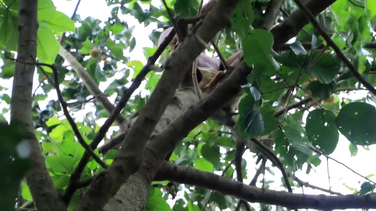 Adventure in forest - Find Fruit In The Jungle - Eating santol delicious