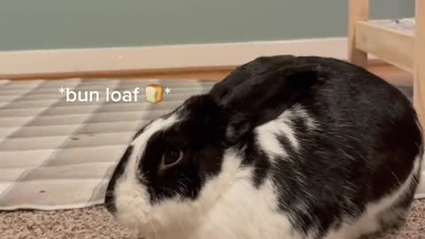 Bunnies