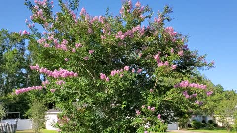Crepe Myrtle beauty