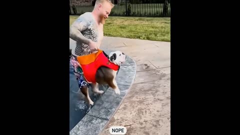 Dog's comedy video