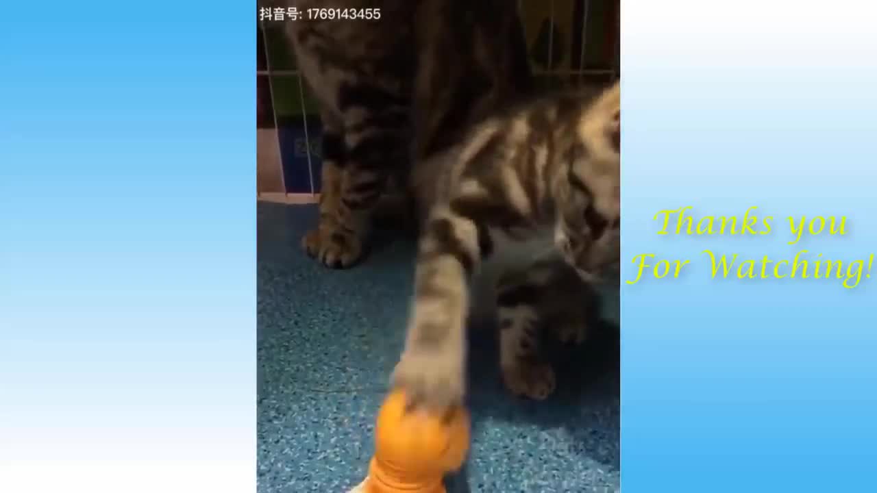 cute cats & funny moments