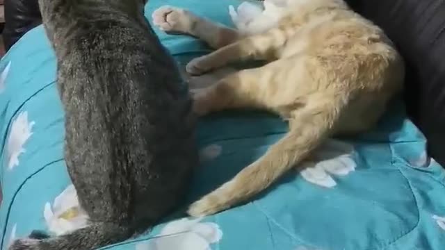 Kitties Go from Cuddly to Cantankerous in Seconds
