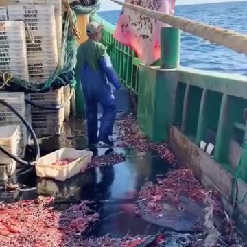 Releasing Giant Stingray Back Into Ocean