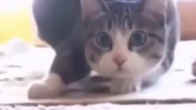 Jason derulo cat))