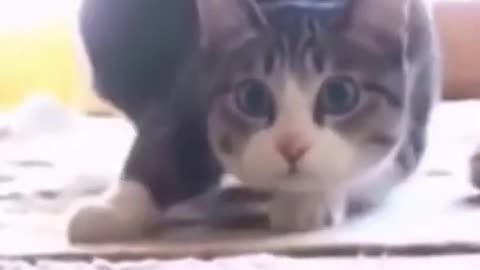 Jason derulo cat))