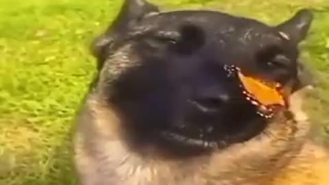 Cute dog and his monarch butterfly friend