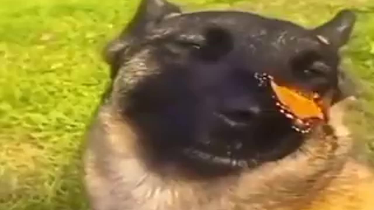 Cute dog and his monarch butterfly friend