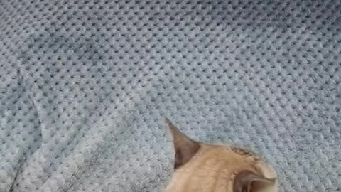 Cats love twerking 😍🤣