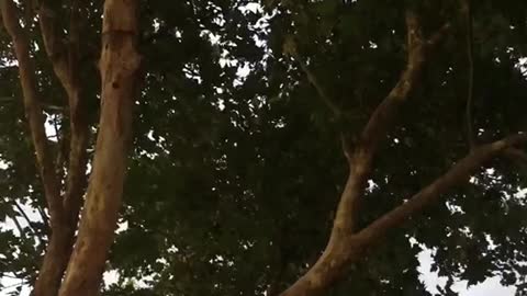 The green trees are in a good mood
