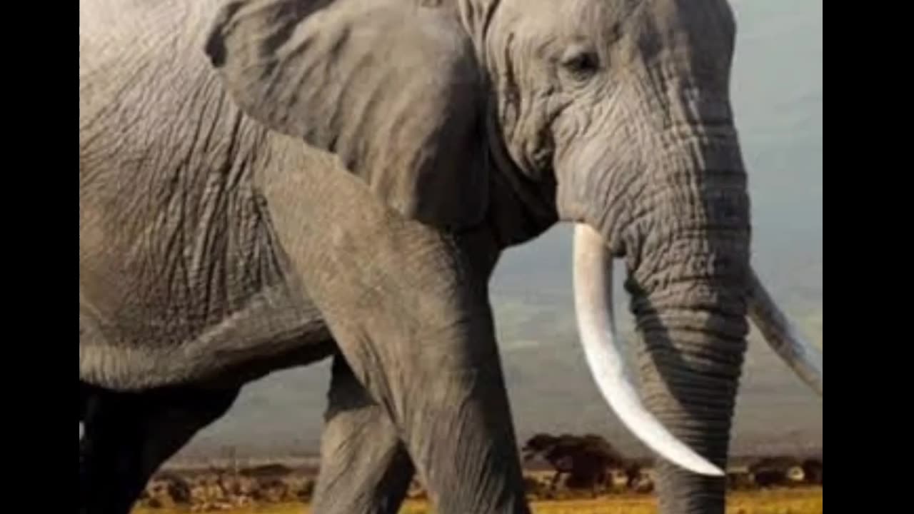 Papa ki angle hathi se bhi bhari hoti h