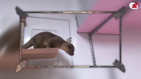Pets and cute