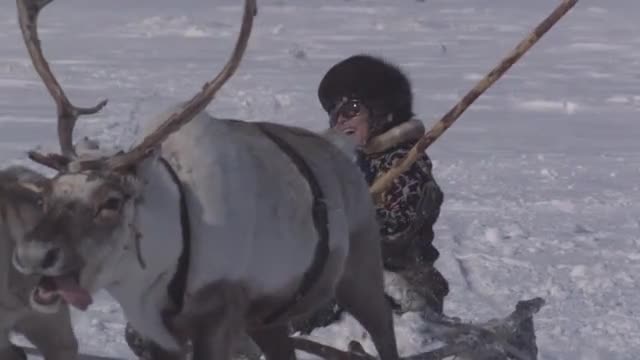 Frozen Planet: The day of the reindeer