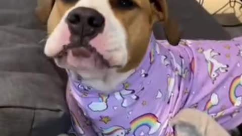 Funny and Cute DOG Videos Compilation,🐕🐕