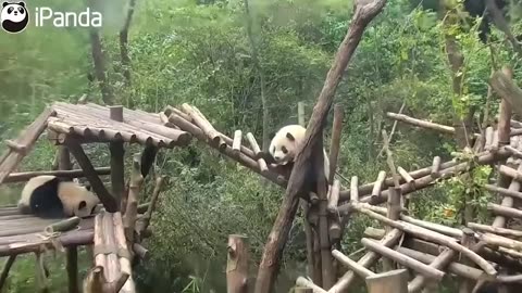 Panda - Funny, Cute, Fails, Stupid. Compilation - (2020)
