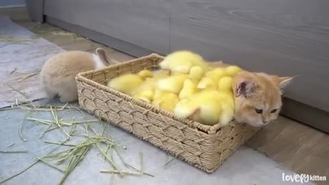 Ducklings jump into the basket to sleep with kitten Loki while bunnies run around
