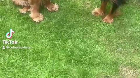 Cutie Cavaliers
