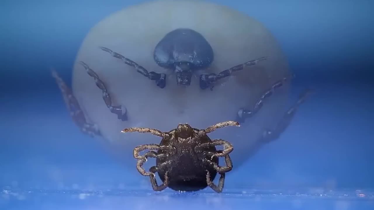 How Big Can a Tick Get…..|| LetsgoScience