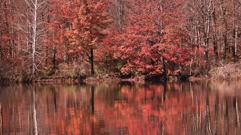 Natures loveliness