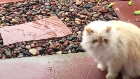 Funny Cats Will Make You Laugh For Hours 2021