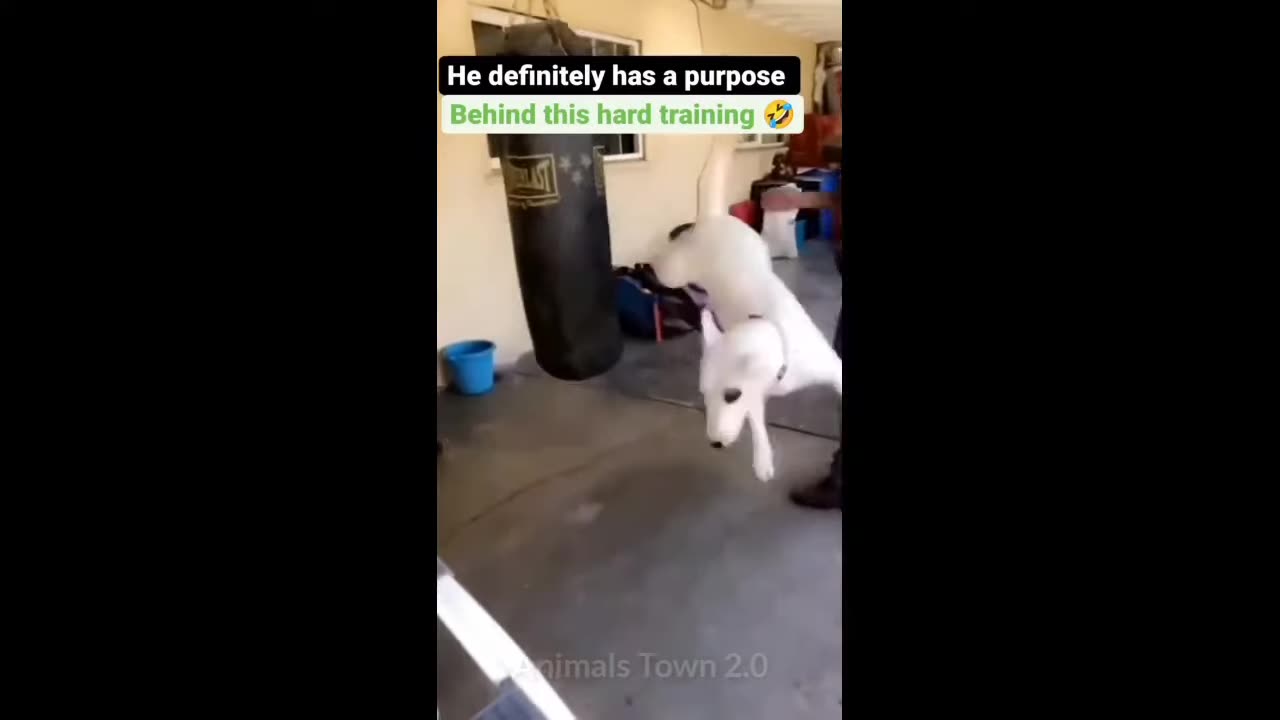 a combination of five hilarious animal films including cats and dogs