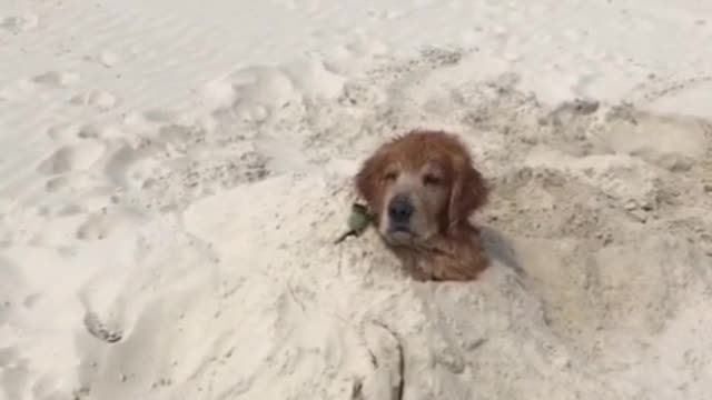 Animals are intelligent