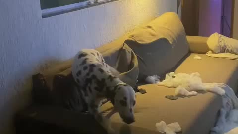 JA VIRAM PET TASMÂNIA??? #pet #love #destruction #petcute #cute