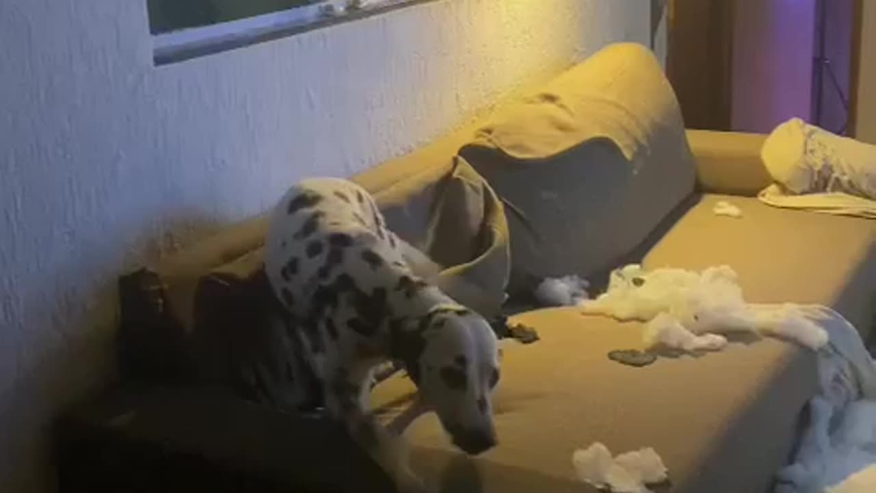 JA VIRAM PET TASMÂNIA??? #pet #love #destruction #petcute #cute
