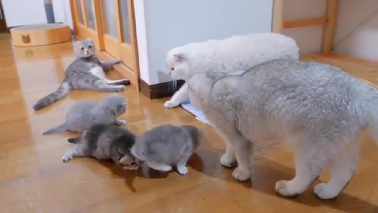 Dad cat wants to play with his kittens