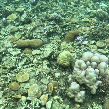 Snorkeling in the Shallows: A Peek into Paradise 🌊🐠