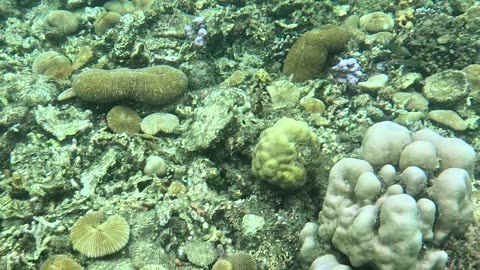 Snorkeling in the Shallows: A Peek into Paradise 🌊🐠