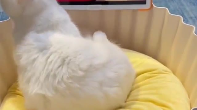 A cat is amazed by his owner's trick #17 😹😹 Funny Cat Videos