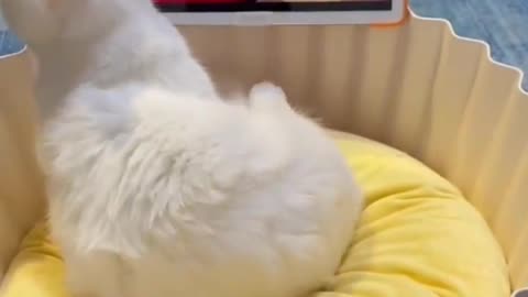 A cat is amazed by his owner's trick #17 😹😹 Funny Cat Videos