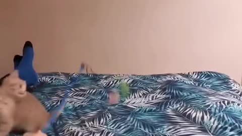 Funny animals