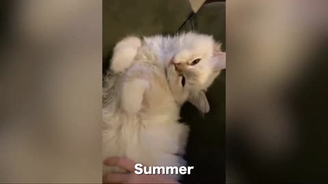 cat can speak english