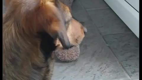 Dog is waiting for his owner