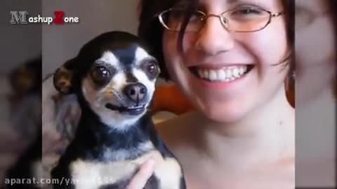 Funny Videos Of Funny Animals