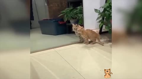 the cutest and funniest cats you will see in this video