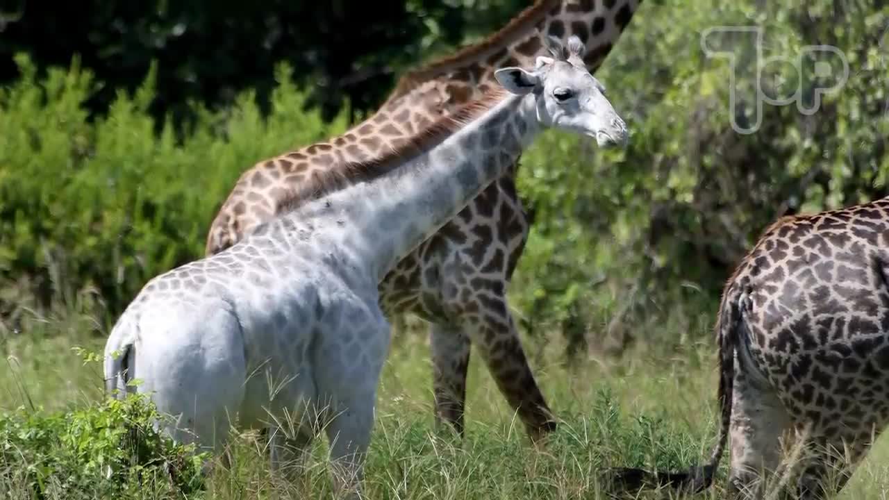 10 rare and unique animals in the world