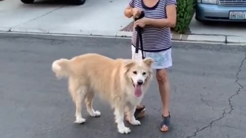 Dog training tips