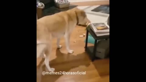 Funniest Dogs Videos 😁 - Best Funny Animal Videos 2024