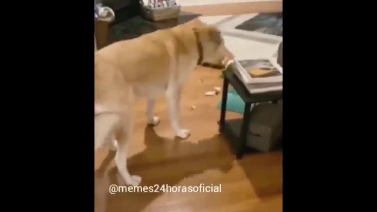 Funniest Dogs Videos 😁 - Best Funny Animal Videos 2024