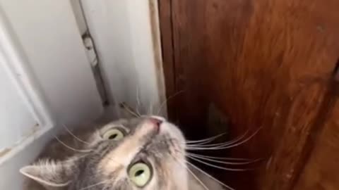 New cat video | funny video | 2023