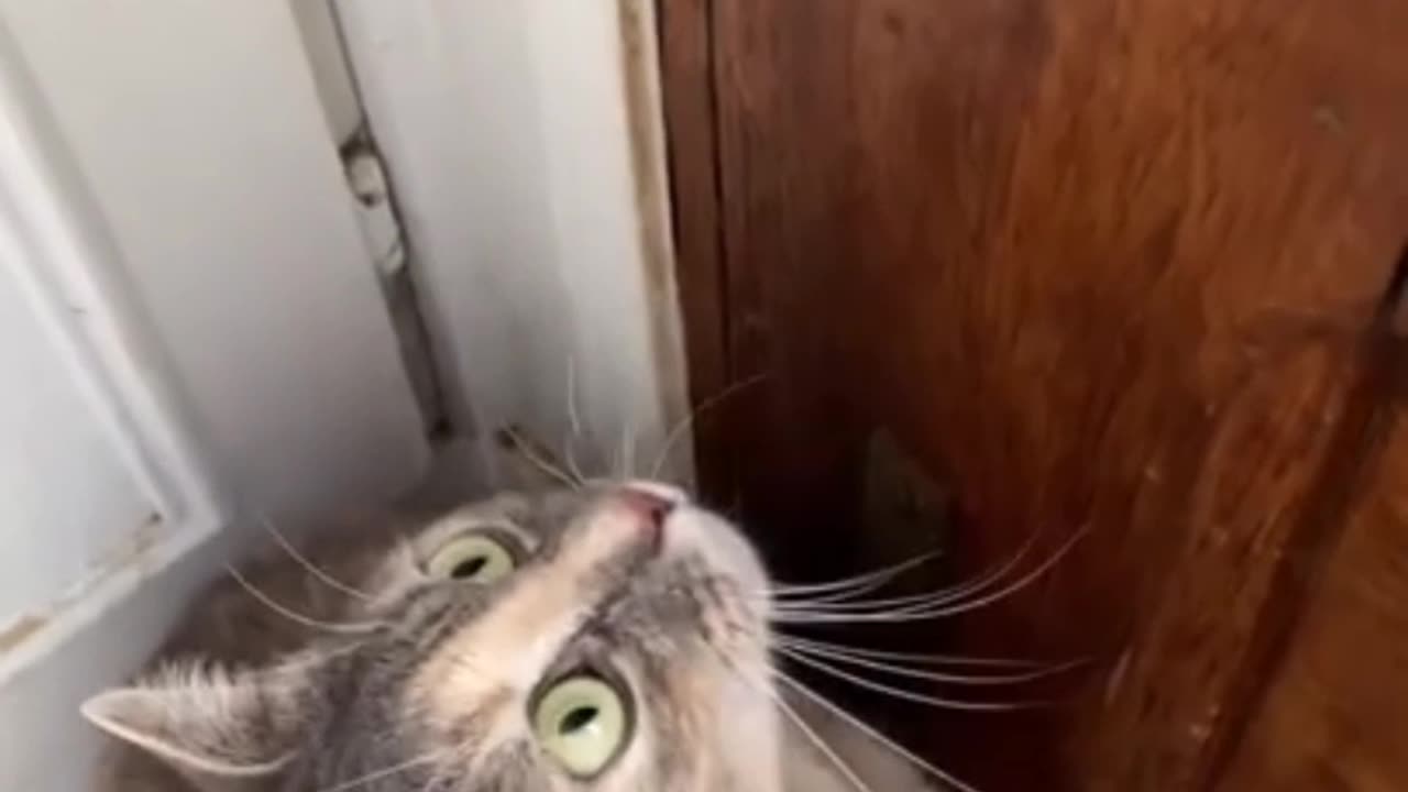 New cat video | funny video | 2023